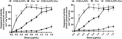 Biogenically synthesized gold nanocarrier ameliorated antiproliferative and apoptotic efficacy of doxorubicin against lung cancer